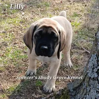 Lilly, a female English Mastiff for sale in Cabool, MO – Photo 9 of 10