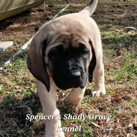Lilly, a female English Mastiff for sale in Cabool, MO – Photo 10 of 10