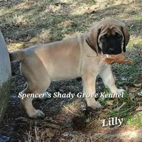 Lilly, a female English Mastiff for sale in Cabool, MO – Photo 2 of 10