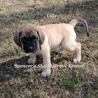 Lilly, a female English Mastiff for sale in Cabool, MO – Photo 5 of 10