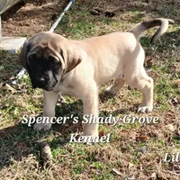 Lilly, a female English Mastiff for sale in Cabool, MO – Photo 7 of 10