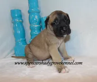 Hogan, a male English Mastiff for sale in Cabool, MO – 10 of 10