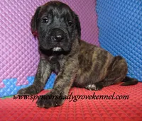 Dakota, a male English Mastiff for sale in Cabool, MO – 5 of 10