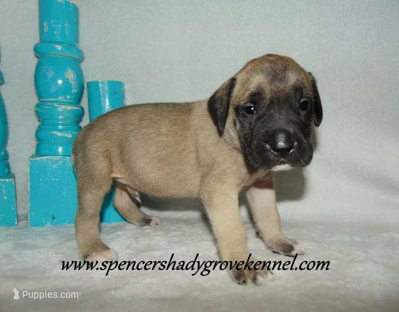 Hunter – English Mastiff puppy for sale in Cabool, MO