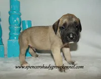 Hunter, a male English Mastiff for sale in Cabool, MO – 10 of 10
