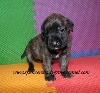 Dahlia, a female English Mastiff for sale in Cabool, MO – 10 of 10