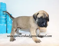 Hoss, a male English Mastiff for sale in Cabool, MO – 2 of 10