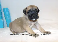 Hulk, a male English Mastiff for sale in Cabool, MO – 8 of 10