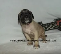 Hunter, a male English Mastiff for sale in Cabool, MO – 3 of 10