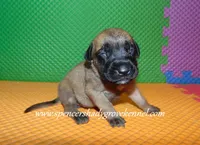 Hazel, a female English Mastiff for sale in Cabool, MO – 5 of 10