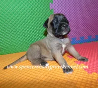 Hilda, a female English Mastiff for sale in Cabool, MO – 9 of 10