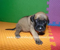 Heidi, a female English Mastiff for sale in Cabool, MO – 2 of 10