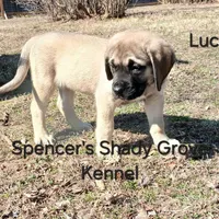 Lucas, a male English Mastiff for sale in Cabool, MO – Photo 5 of 10