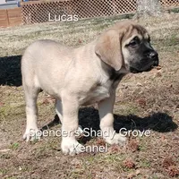 Lucas, a male English Mastiff for sale in Cabool, MO – Photo 6 of 10