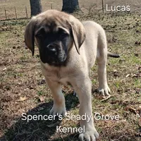 Lucas, a male English Mastiff for sale in Cabool, MO – Photo 3 of 10