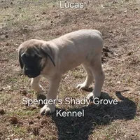 Lucas, a male English Mastiff for sale in Cabool, MO – Photo 7 of 10