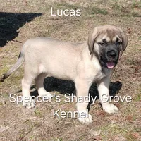 Lucas, a male English Mastiff for sale in Cabool, MO – Photo 8 of 10