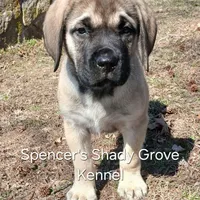 Lucas, a male English Mastiff for sale in Cabool, MO – Photo 9 of 10