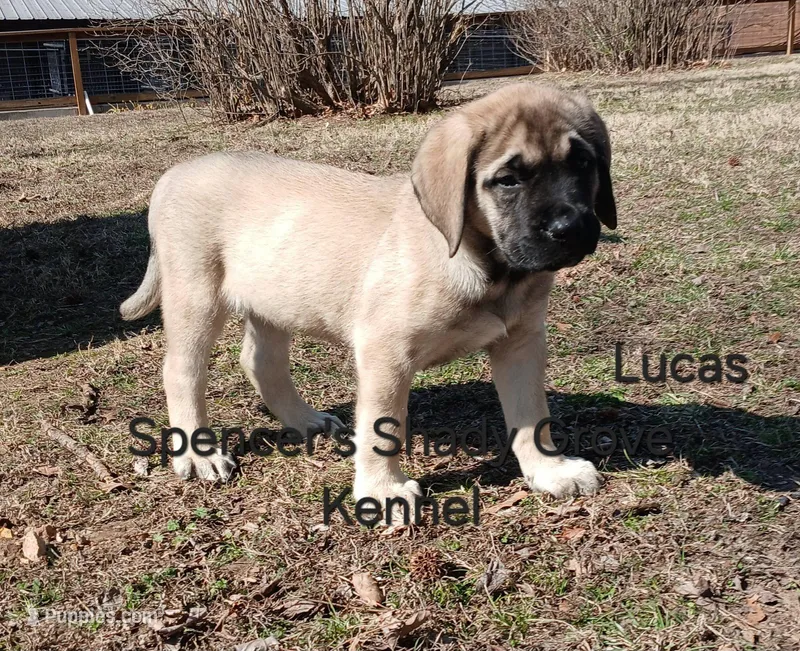 Lucas – English Mastiff puppy for sale in Cabool, MO