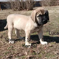 Lucas, a male English Mastiff for sale in Cabool, MO – Photo 1 of 10