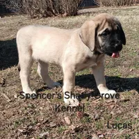 Lucas, a male English Mastiff for sale in Cabool, MO – Photo 10 of 10