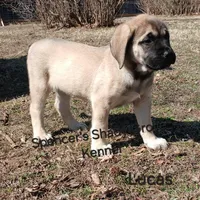 Lucas, a male English Mastiff for sale in Cabool, MO – Photo 4 of 10