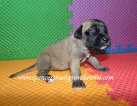 Hilda, a female English Mastiff for sale in Cabool, MO – 7 of 10