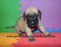 Dallas, a male English Mastiff for sale in Cabool, MO – 7 of 10