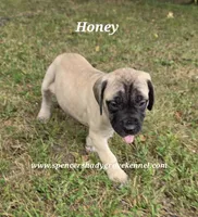 Honey, a female English Mastiff for sale in Cabool, MO – 3 of 10