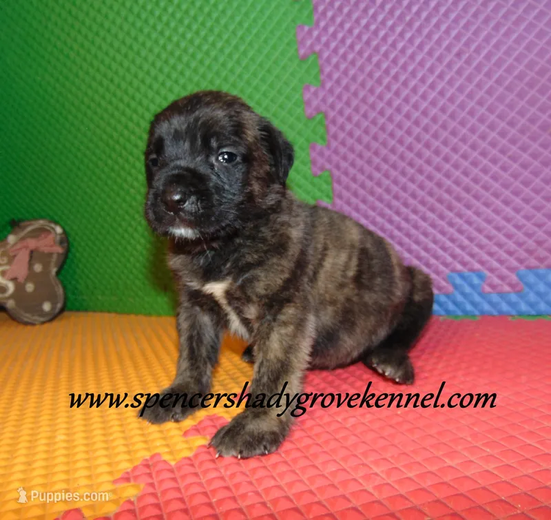 Dahlia – English Mastiff puppy for sale in Cabool, MO