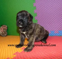 Dahlia, a female English Mastiff for sale in Cabool, MO – 1 of 10