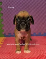 Sidney, a female Boxer for sale in Cabool, MO – 3 of 10