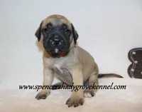 Hoss, a male English Mastiff for sale in Cabool, MO – 5 of 10
