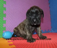 Dakota, a male English Mastiff for sale in Cabool, MO – 9 of 10