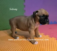 Sidney, a female Boxer for sale in Cabool, MO – 2 of 10