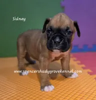 Sidney, a female Boxer for sale in Cabool, MO – 9 of 10