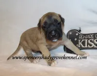 Hogan, a male English Mastiff for sale in Cabool, MO – 2 of 10