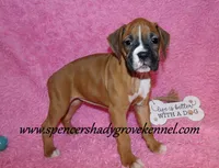 Rosa, a female Boxer for sale in Cabool, MO – Photo 6 of 10