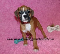 Rosa, a female Boxer for sale in Cabool, MO – Photo 4 of 10