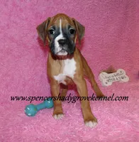 Rosa, a female Boxer for sale in Cabool, MO – Photo 3 of 10