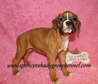 Rosa, a female Boxer for sale in Cabool, MO – Photo 8 of 10