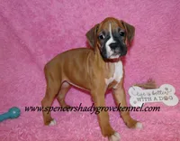 Rosa, a female Boxer for sale in Cabool, MO – Photo 5 of 10