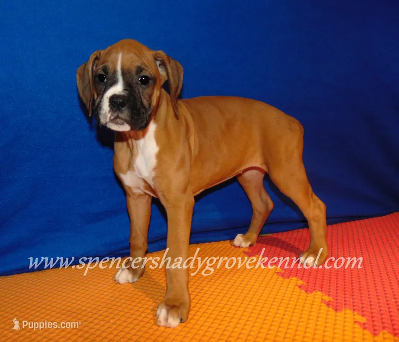 Rosa – Boxer puppy for sale in Cabool, MO
