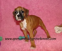 Rosa, a female Boxer for sale in Cabool, MO – Photo 2 of 10