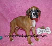 Rosa, a female Boxer for sale in Cabool, MO – Photo 9 of 10