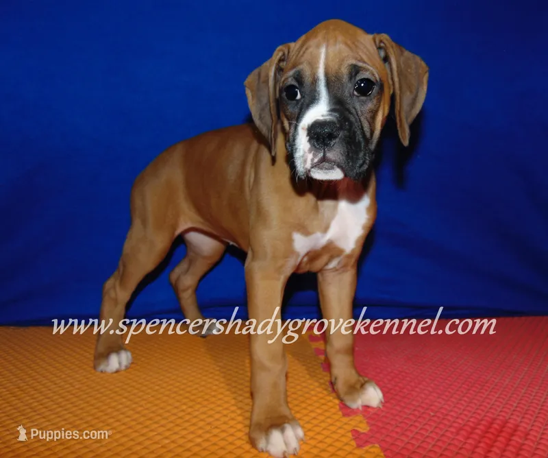 Rosa – Boxer puppy for sale in Cabool, MO