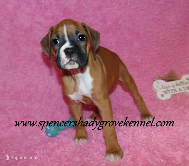 Rosa – Boxer puppy for sale in Cabool, MO