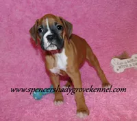 Rosa, a female Boxer for sale in Cabool, MO – Photo 1 of 10