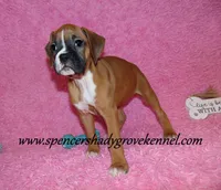 Rosa, a female Boxer for sale in Cabool, MO – Photo 7 of 10