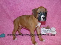 Rosa, a female Boxer for sale in Cabool, MO – Photo 10 of 10